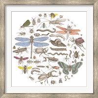Framed Insect Circle I Bright