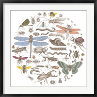Framed Insect Circle I Bright