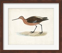 Framed Sandpiper II