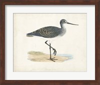 Framed Sandpiper III