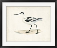 Framed Sandpiper IV