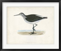 Framed Sandpiper VI