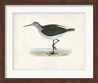 Framed Sandpiper VI