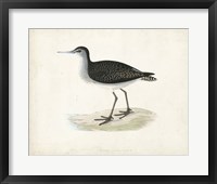 Sandpiper VIII Framed Print