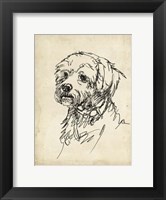 Framed Breed Studies III