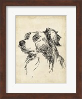 Framed Breed Studies IX