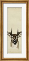 Framed Triptych Whitetail II