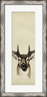 Framed Triptych Whitetail II