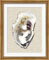 Framed Oyster Shell Study I