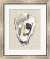 Framed Oyster Shell Study II