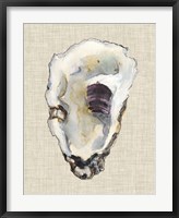 Framed Oyster Shell Study III