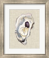Framed Oyster Shell Study IV