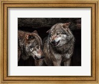 Framed Wolfpack