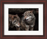 Framed Wolfpack