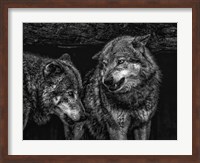 Framed Wolfpack Black & White