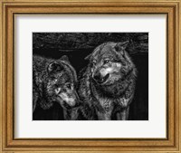 Framed Wolfpack Black & White