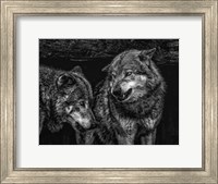 Framed Wolfpack Black & White