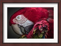 Framed Red Ara Parrot
