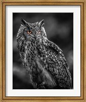 Framed Wise Owl 2  Black & White