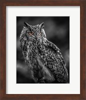 Framed Wise Owl 2  Black & White