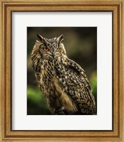 Framed Wise Owl 2