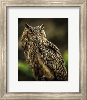 Framed Wise Owl 2