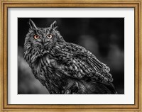 Framed Wise Owl 3 Black & White