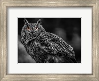 Framed Wise Owl 3 Black & White