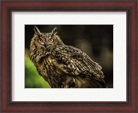 Framed Wise Owl 3