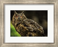 Framed Wise Owl 3