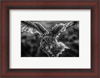 Framed Wise Owl 4 Black & White