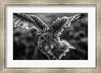 Framed Wise Owl 4 Black & White