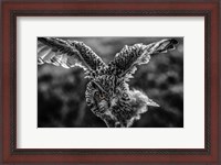 Framed Wise Owl 4 Black & White