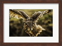 Framed Wise Owl 4