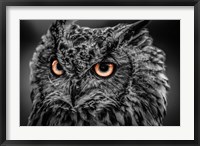 Framed Wise Owl 5 Black & White