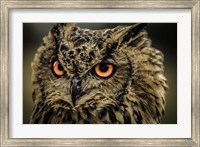 Framed Wise Owl 5