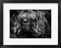 Framed Little Monkey Black & White