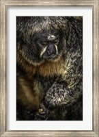 Framed Little Monkey 2