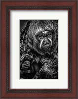 Framed Little Monkey 3 Black & White