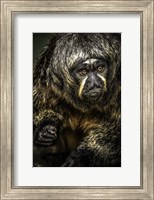 Framed Little Monkey 3