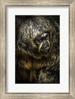 Framed Little Monkey 4