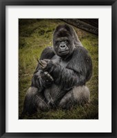 Framed Male Gorilla Black