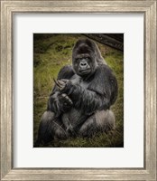 Framed Male Gorilla Black