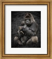 Framed Male Gorilla