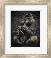 Framed Male Gorilla