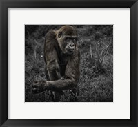 Framed Gorillas