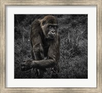 Framed Gorillas