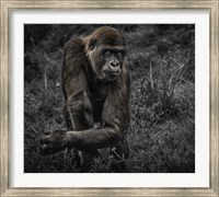 Framed Gorillas