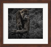 Framed Gorillas