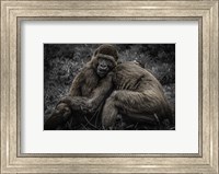 Framed Gorillas 2